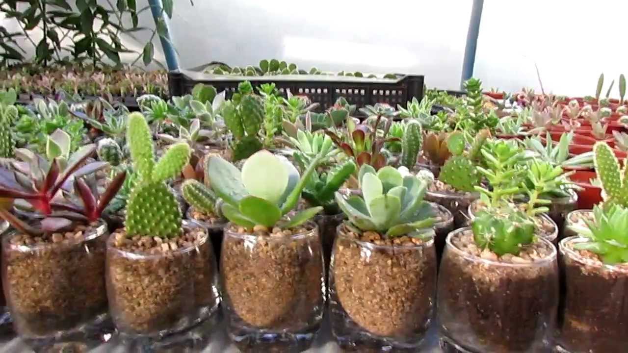 cactus en pecera