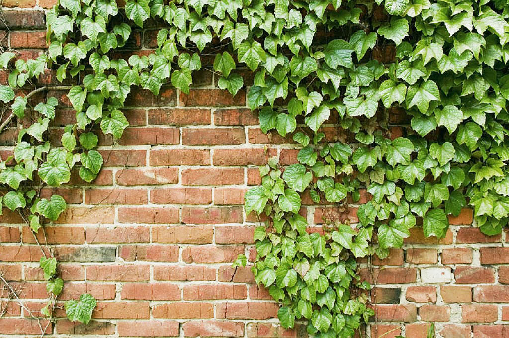 Enrredadera jardin
