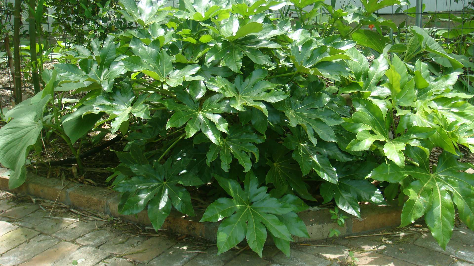 La Fatsia japonica es un claro ejemplo de textura gruesa. Sus hojas son claramente diferenciadas unas de otras.