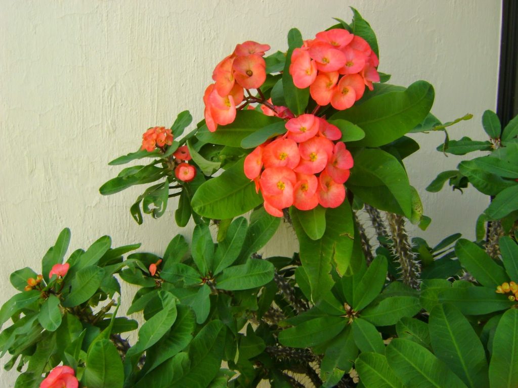 diseño de jardines con plantas crasas