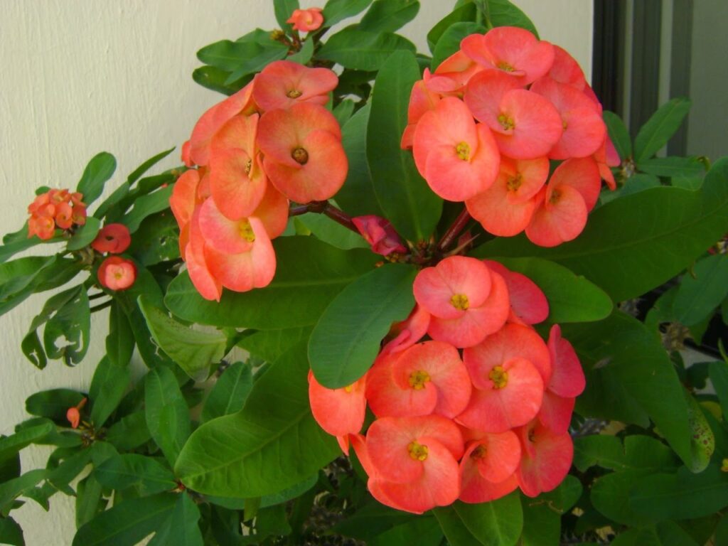jardines con flores
